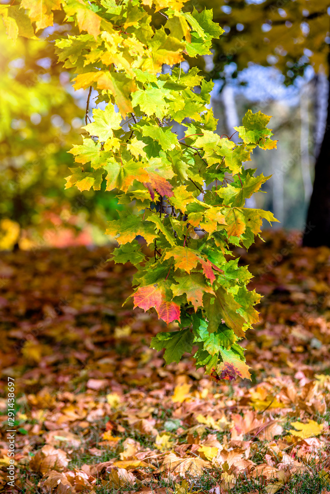 Autumn background-yellow maple leaves in the city Park 