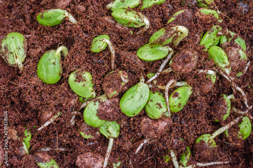 Twisted Cluster Bean Sprouts (or Parkia Speciosa) Growing In Soil Mixed with Coconut Fiber.