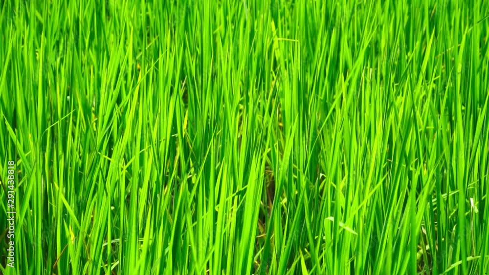 Slow-motion shot rice plant in field. Slow-motion shot rice plant in field.
