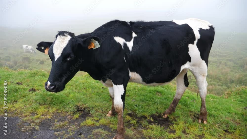 Black and White cow standing in Green Fields. Azores, Portugal Black and White cow standing in Green Fields. Azores, Portugal