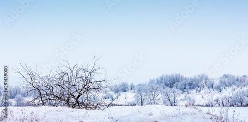 Winter landscape with snowy trees and blue sky. Panorama © Volodymyr