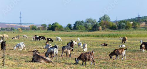 Wallpaper Mural A herd of goats and sheep. Animals graze in the meadow. Pastures of Europe. Torontodigital.ca
