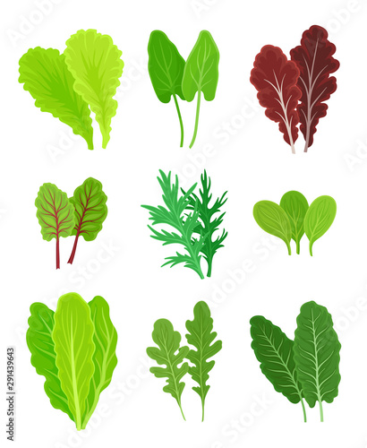 Set of different types of greens for salad. Vector illustration on a white background.
