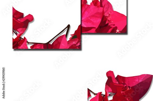 flower designs for wedding invitations and party invitations, flower elements, pink and red