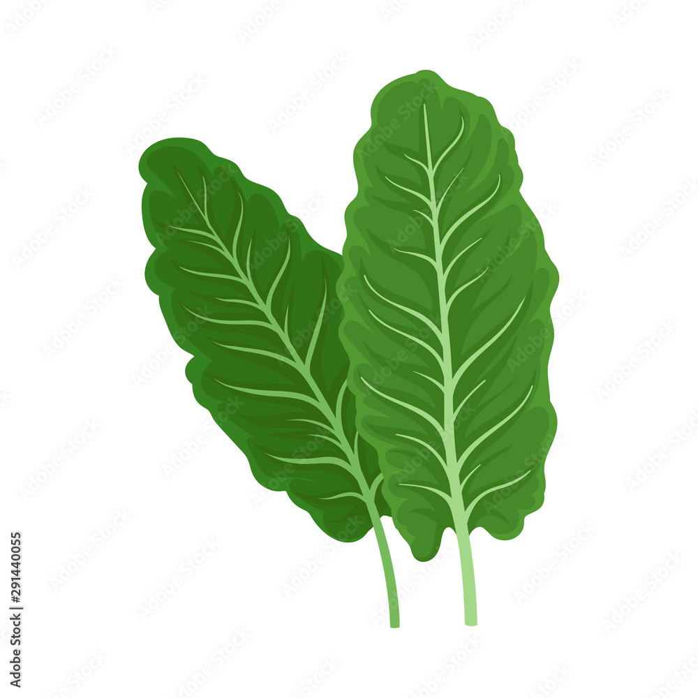 Large leaves of romano. Vector illustration on a white background. Large leaves of romano. Vector illustration on a white background.