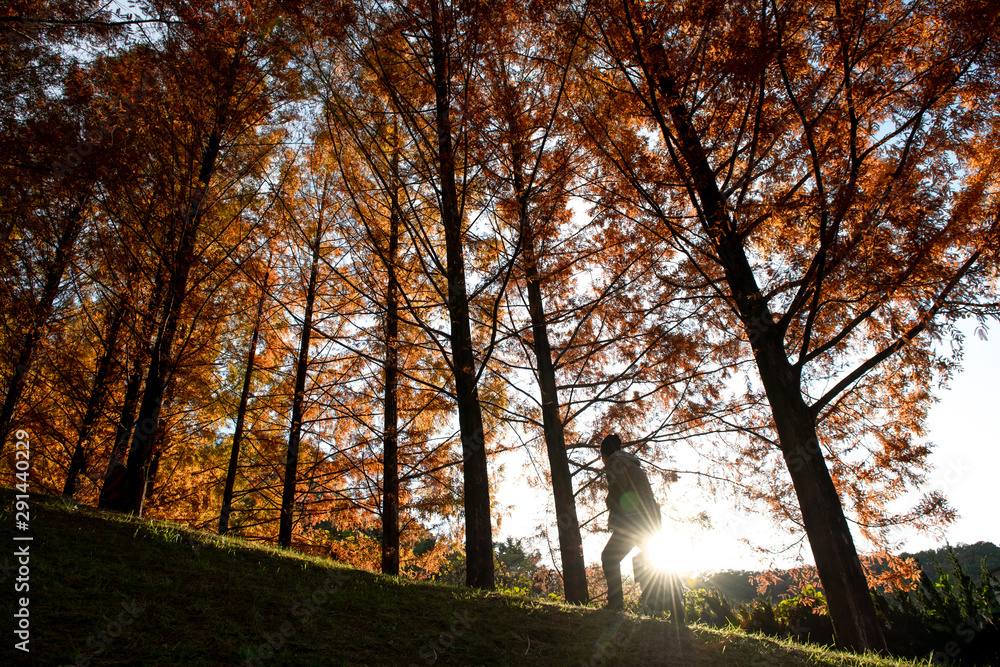 Obraz premium Silhouette of man holding .Backpacks walking up to the hill with background of sun ray and gold leaves pine tree. Concept of adverture, explorer.