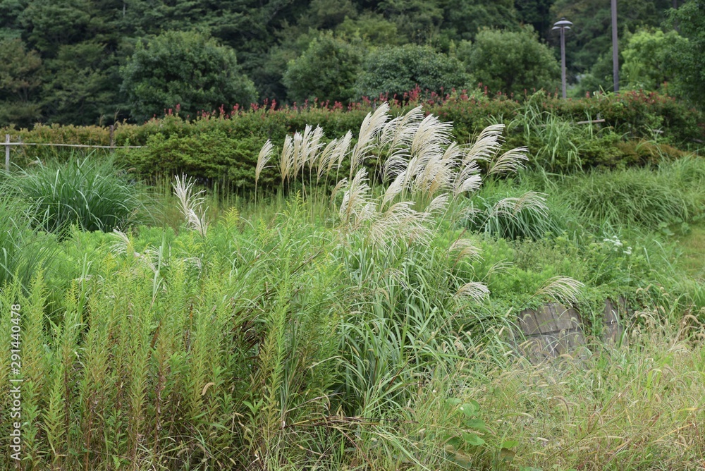 Fototapeta premium Japanese pampas grass / In autumn, Japanese pampas grass ears sway in the wind everywhere in Japan.