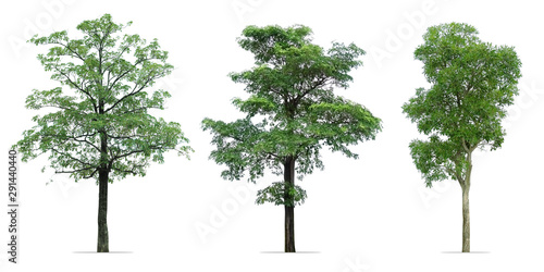 trees isolated on white background