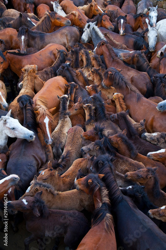 A Rapa das Bestas, Sabucedo, Pontevedra, Galicia photo