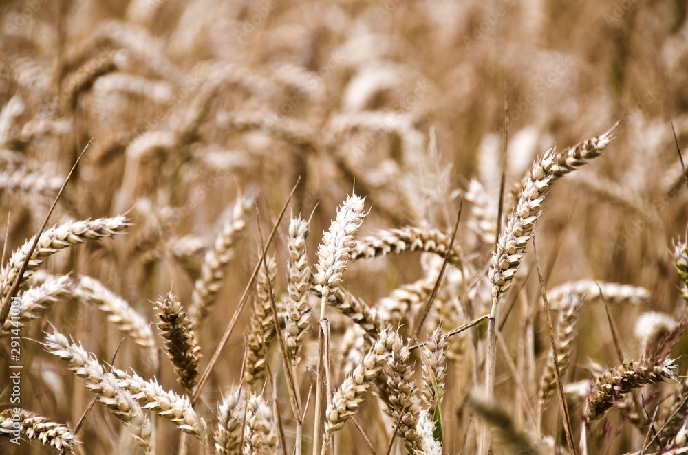 Fototapeta premium Ears of wheat