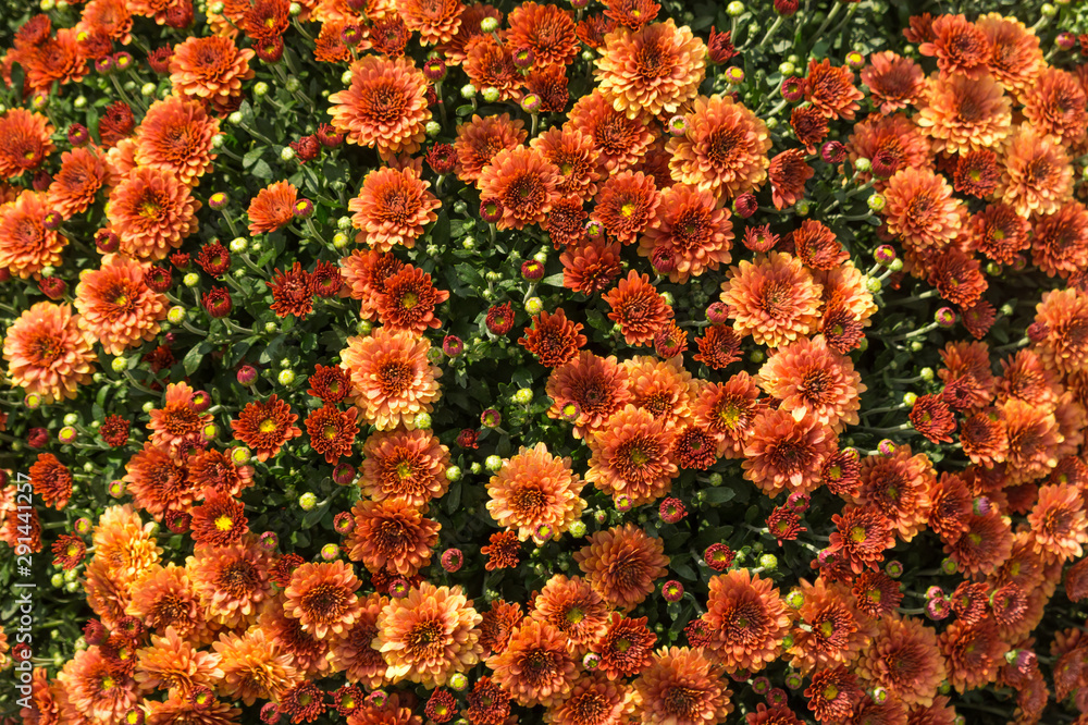 Bright orange summer floral background of spray chrysanthemum.
