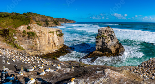 Muriwai Gannet Colony, Auckland, New Zealand