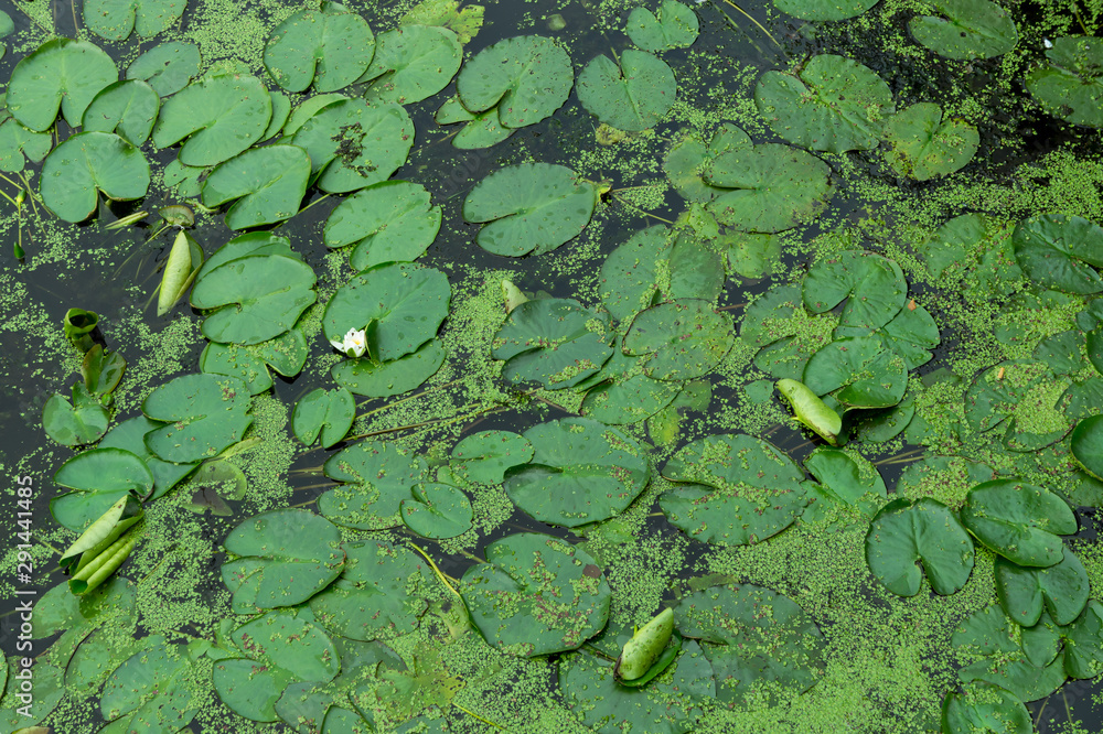 Top view of water lilies with duckweed in the pond. Green natural background Top view of water lilies with duckweed in the pond. Green natural background
