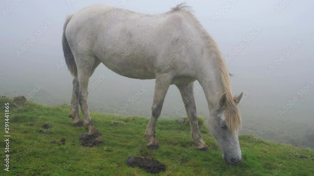 Wild white horse eating grass in Green Fields. Azores, Portugal Wild white horse eating grass in Green Fields. Azores, Portugal