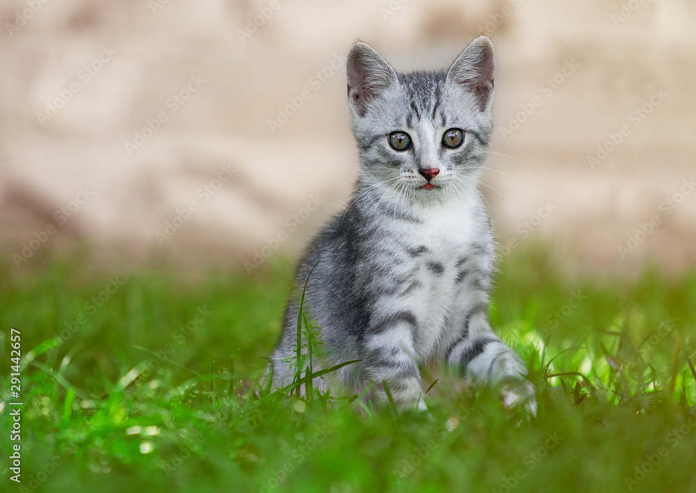 Adorable stripped kitten sitting outdors