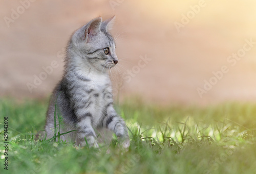 Cat in the green grass in summer. Beautiful grey cat with yellow eyes