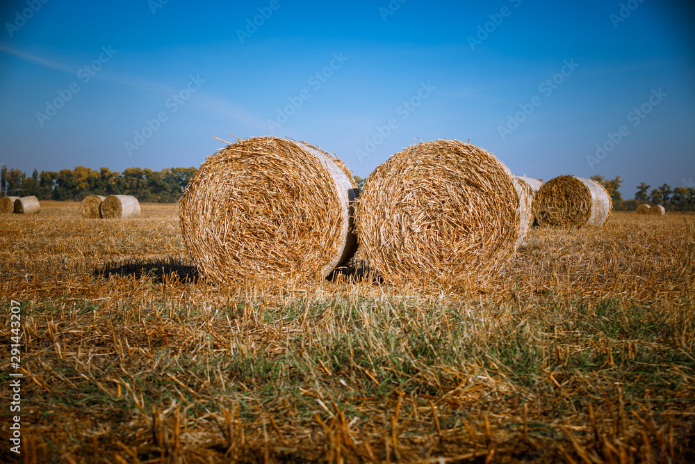 Hay bail harvesting in wonderful autumn farmers field landscape with hay stacks Hay bail harvesting in wonderful autumn farmers field landscape with hay stacks