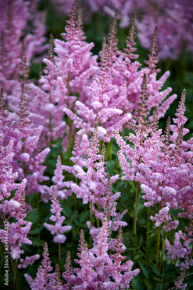 Obraz premium flower