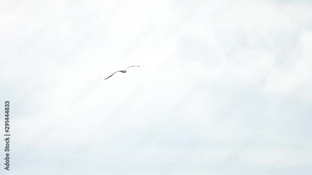Seagull in Amsterdam airport Seagull in Amsterdam airport