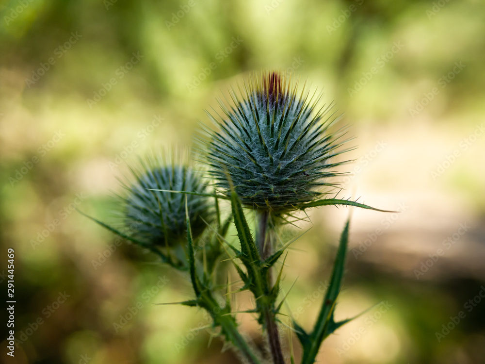 thistle flower close up with defocus background