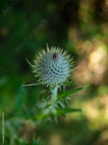 thistle flower close up with defocus background