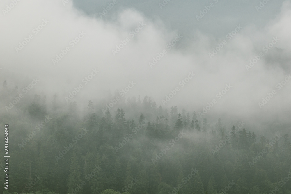 Coniferous forest in morning fog (mist), breathing mountains. Freshness and mystery.