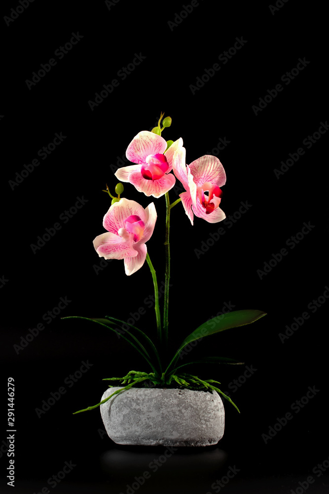Decorative pink and white orchid in stone vase isolated on black background.