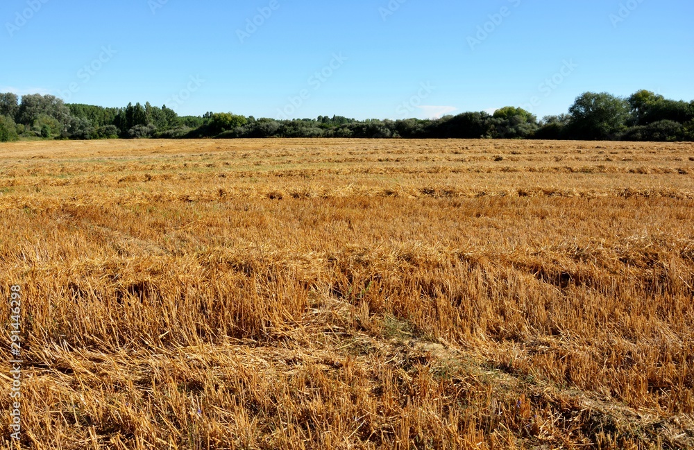 campo de trigo recolectado lleno de paja