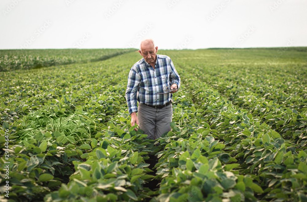 Senior farmer standing in soybean field with tablet examining crop. Senior farmer standing in soybean field with tablet examining crop.