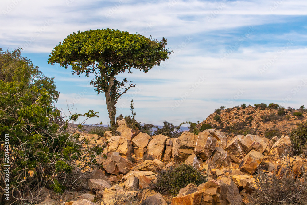 Semi arid Karoo region in the Eastern Cape province of South Africa. Semi arid Karoo region in the Eastern Cape province of South Africa.