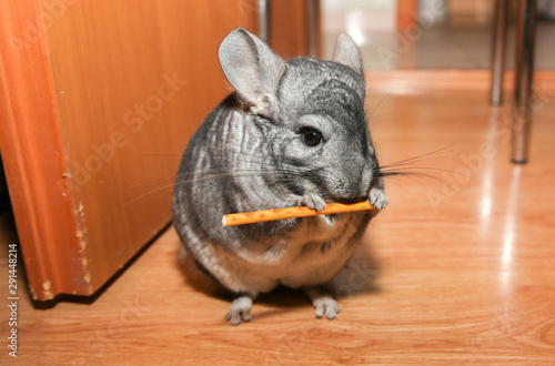 Grey chinchilla is sitting on the floor. Cute fluffy pet eating.