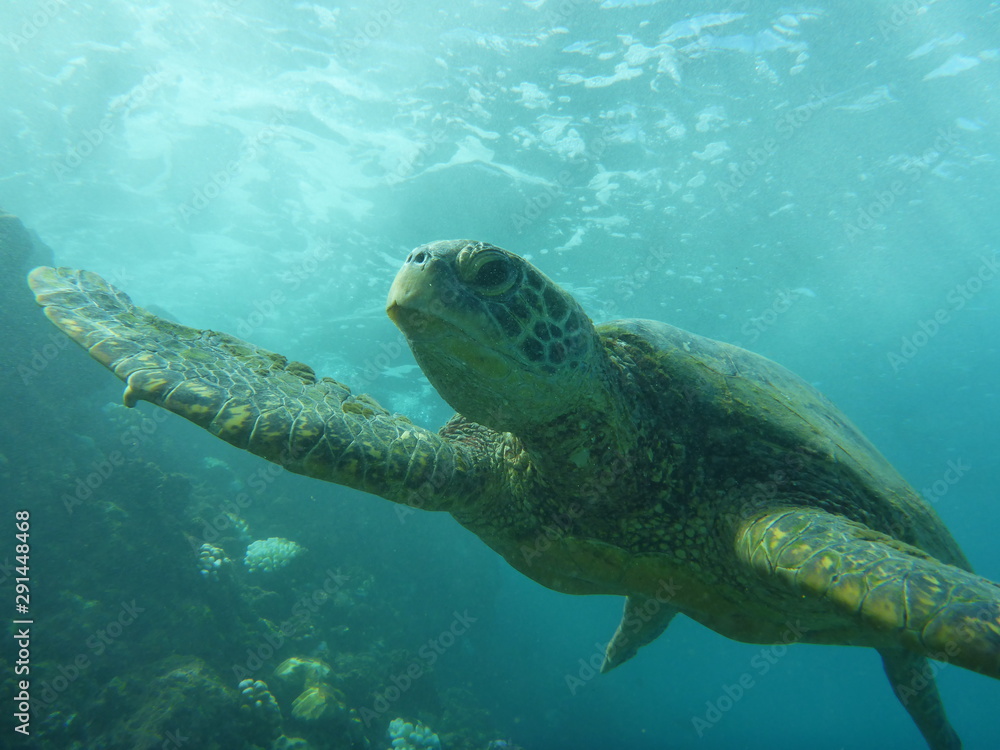 Fototapeta premium Sea Turtle 