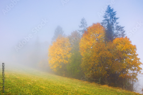 trees in colorful foliage on the meadow in fog. beautiful autumn scenery in the morning. wonderful nature background in misty weather