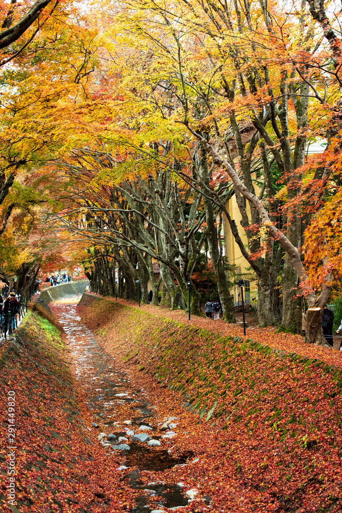 Tourist attraction, colorful maple turnel near kawaguchi lake in Japan during autumn season.