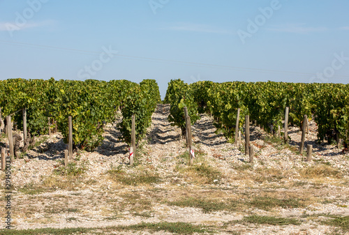 Ripe red grapes on rows of vines in a vienyard before the wine harvest in  Margaux appellation d'origine contrôlée of the Bordeaux region of France photo