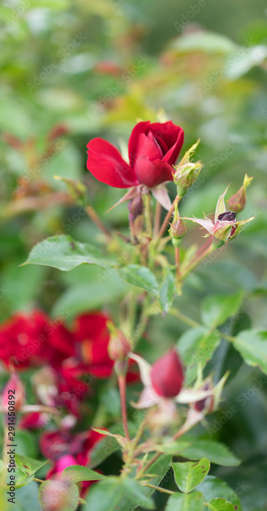 Rose flower. Blooming roses on green leaves background Rose flower. Blooming roses on green leaves background