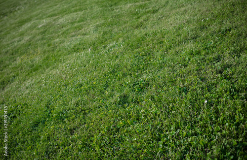 Abstract growing grass on a large lawn background.