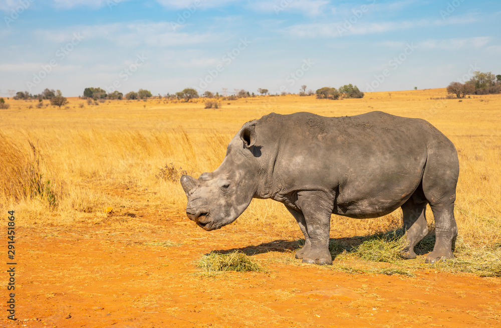 Naklejka premium Rhinos grazing during late winter in the Rietvlei Nature Reserve outside Pretoria, South Africa.