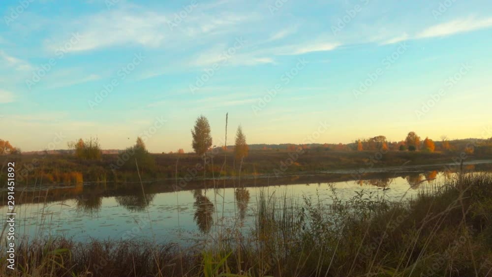 Duck flies over beautiful forest lake, autumn Duck flies over beautiful forest lake, autumn