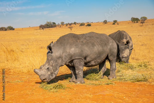 Rhinos grazing during late winter in the Rietvlei Nature Reserve outside Pretoria  South Africa.