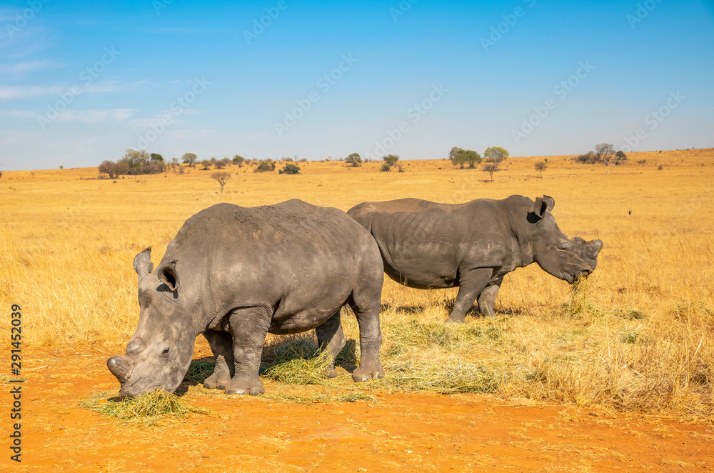Rhinos grazing during late winter in the Rietvlei Nature Reserve outside Pretoria, South Africa. Rhinos grazing during late winter in the Rietvlei Nature Reserve outside Pretoria, South Africa.