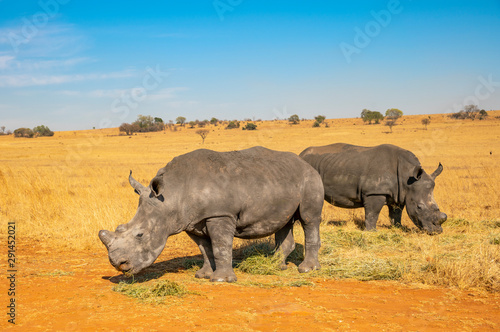 Rhinos grazing during late winter in the Rietvlei Nature Reserve outside Pretoria  South Africa.