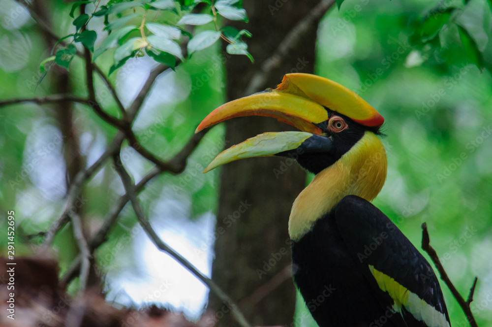 Hornbills that are rare in the tropical forests of Asia. There is a large beak, bright yellow in color. When its pair dies, their pair will no longer be matched again.