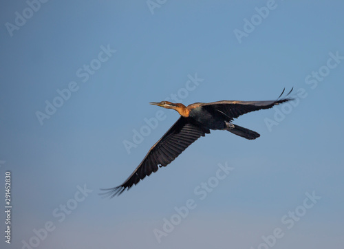 Birdlife in the Rietvlei Nature reserve close to Pretoria  South Africa