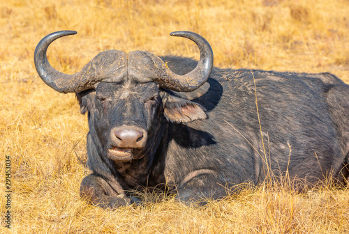 Schilderij op canvas Cape Buffalo during late winter in the dry Rietvlei Nature Reserve outside Preto