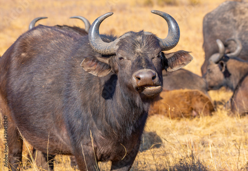 Cape Buffalo during late winter in the dry Rietvlei Nature Reserve outside Pretoria, South Africa