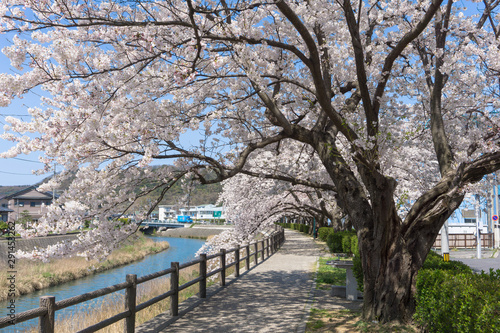 Tableau sur toile Sakura tunnel blooming at Tottori, Japan