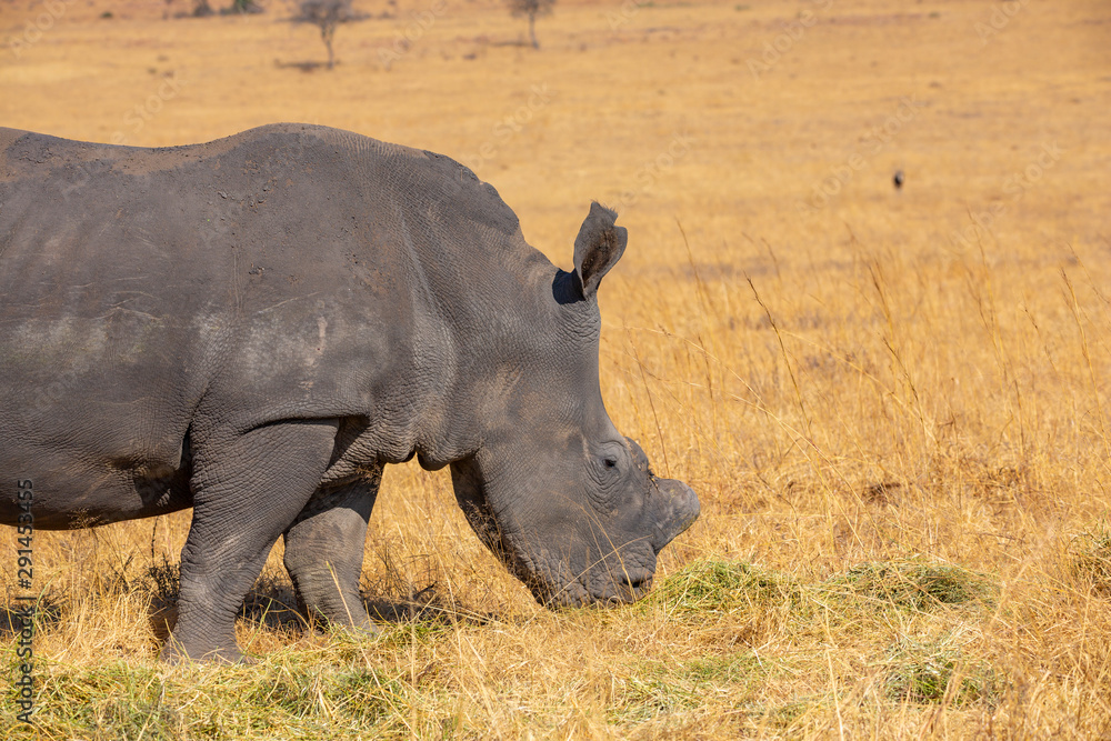 Obraz premium Rhinos grazing during late winter in the Rietvlei Nature Reserve outside Pretoria, South Africa.