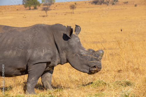 Rhinos grazing during late winter in the Rietvlei Nature Reserve outside Pretoria, South Africa.