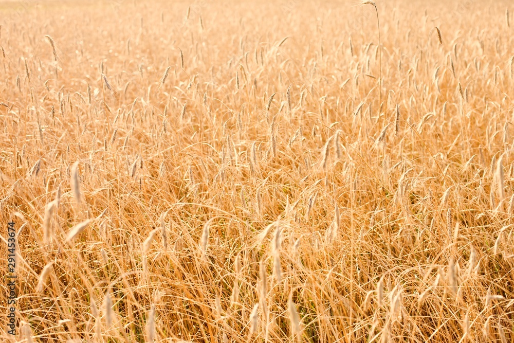 Full length view of wheat grains growing in field Full length view of wheat grains growing in field